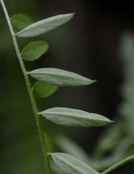 le mie passeggiate: Ervum pubescens (= Vicia pubescens)