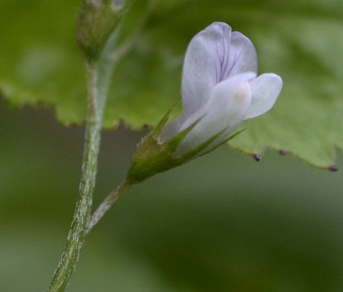 le mie passeggiate: Ervum pubescens (= Vicia pubescens)