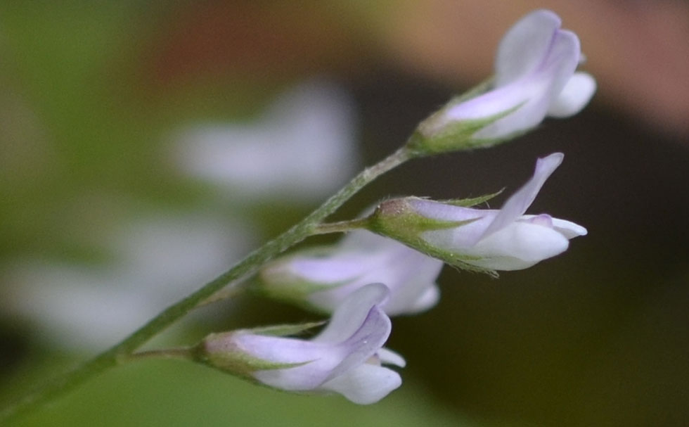 le mie passeggiate: Ervum pubescens (= Vicia pubescens)