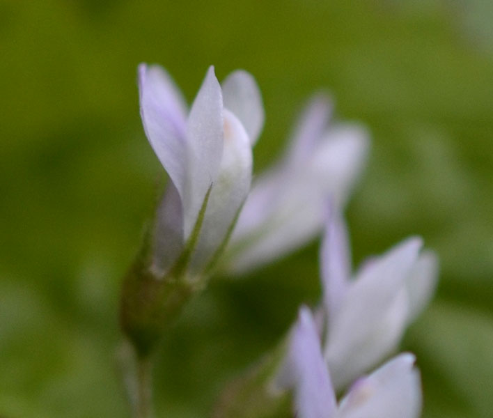 le mie passeggiate: Ervum pubescens (= Vicia pubescens)