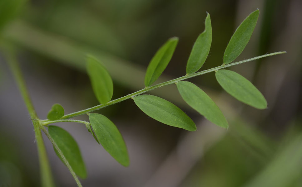 le mie passeggiate: Ervum pubescens (= Vicia pubescens)