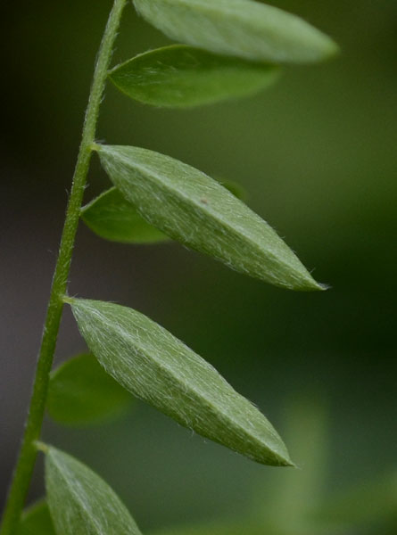 le mie passeggiate: Ervum pubescens (= Vicia pubescens)