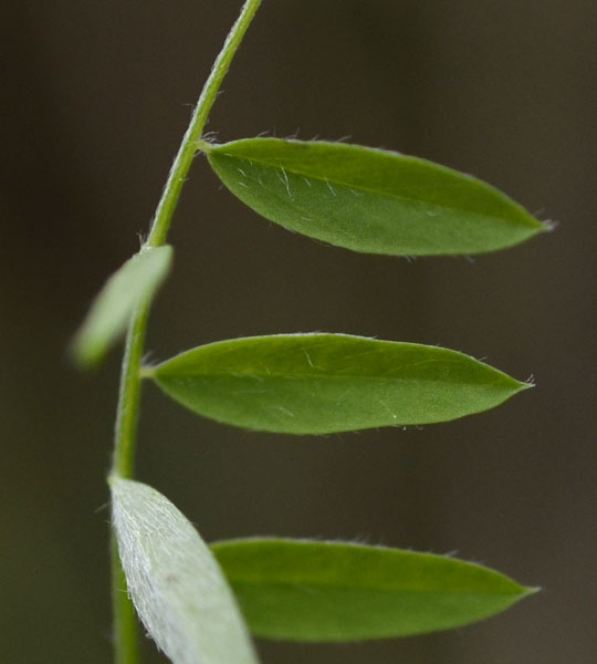 le mie passeggiate: Ervum pubescens (= Vicia pubescens)