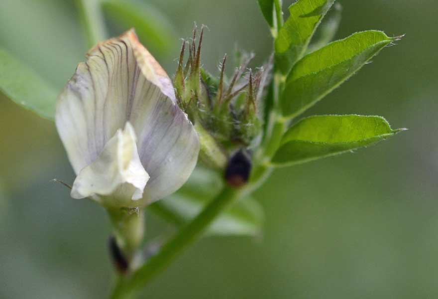 la mia passeggiata quotidiana - Vicia grandiflora