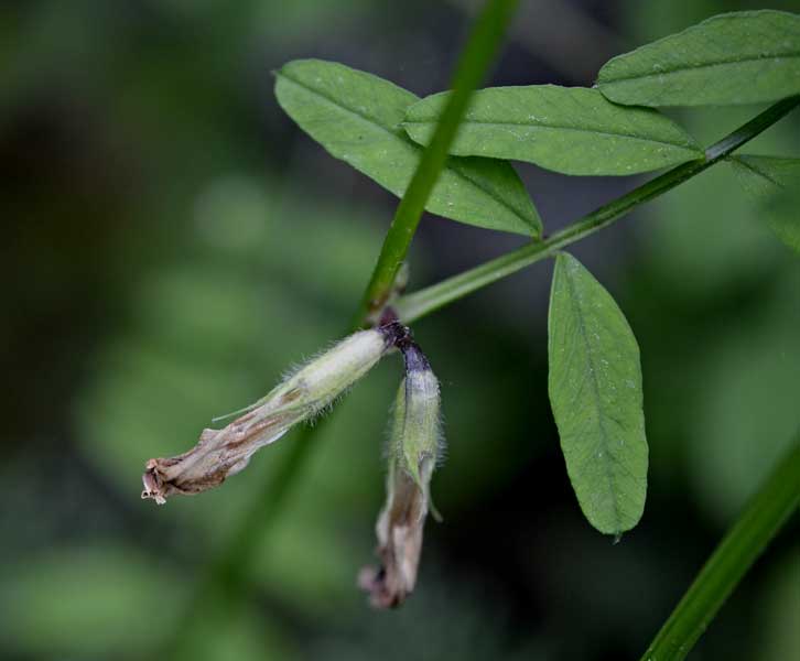 la mia passeggiata quotidiana - Vicia grandiflora