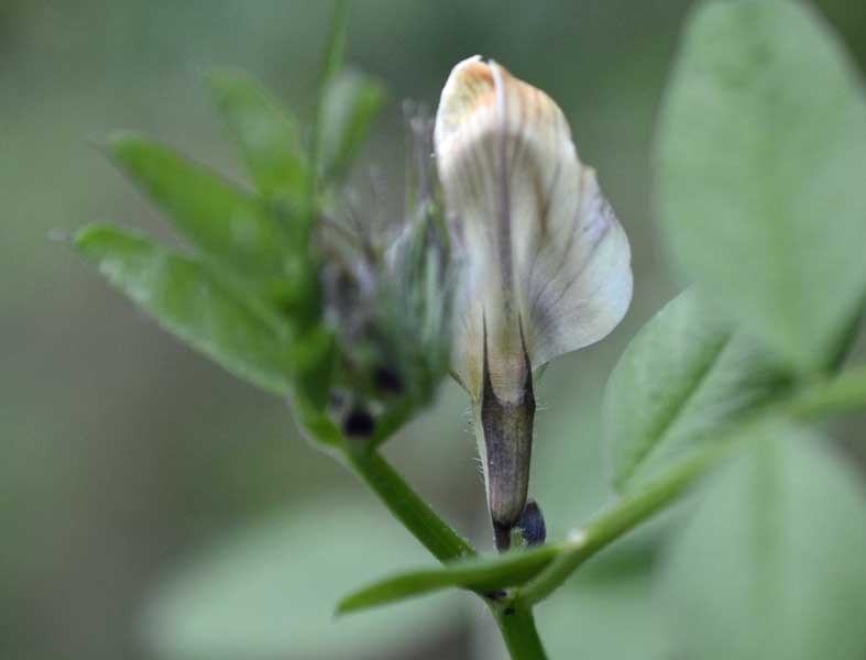 la mia passeggiata quotidiana - Vicia grandiflora