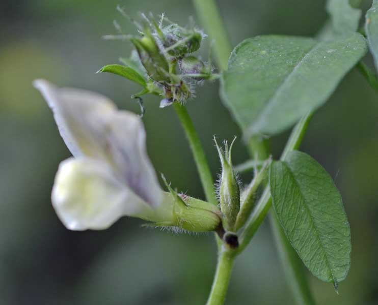 la mia passeggiata quotidiana - Vicia grandiflora