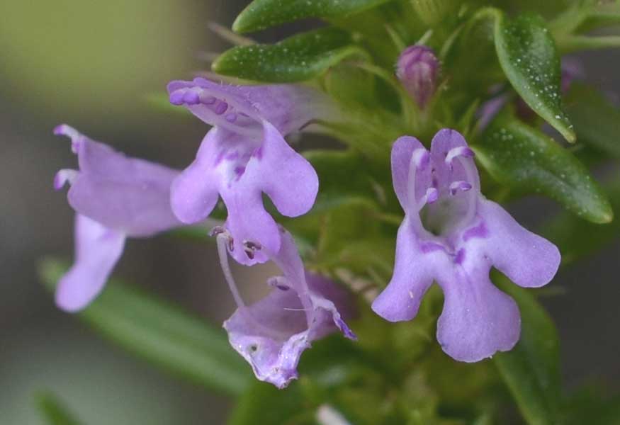 Micromeria graeca / Issopo meridionale