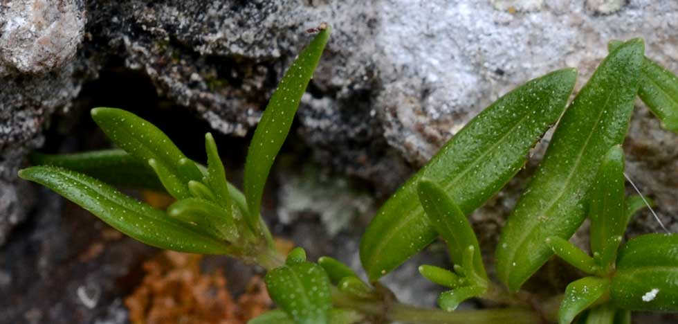 Micromeria graeca / Issopo meridionale