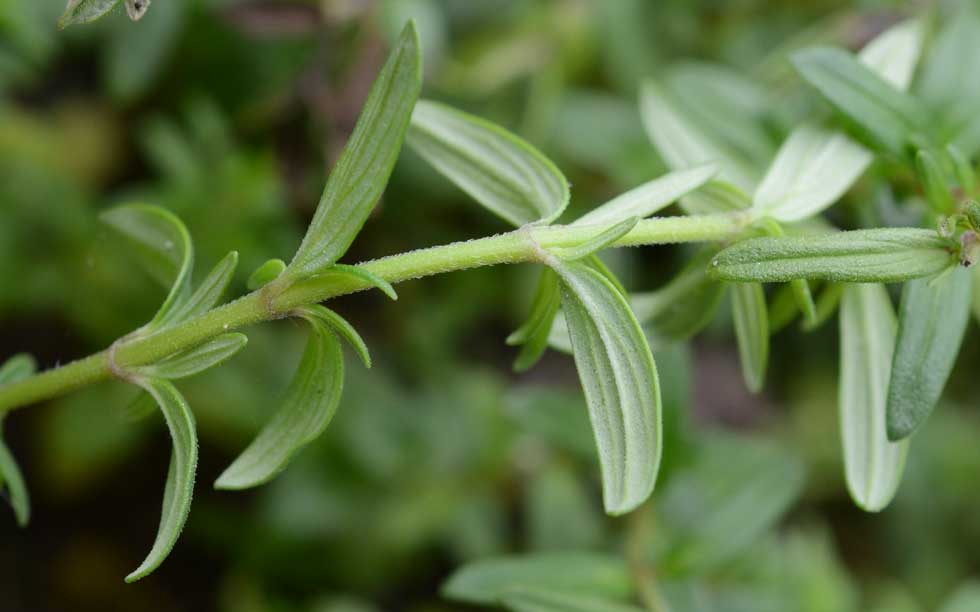 Micromeria graeca / Issopo meridionale