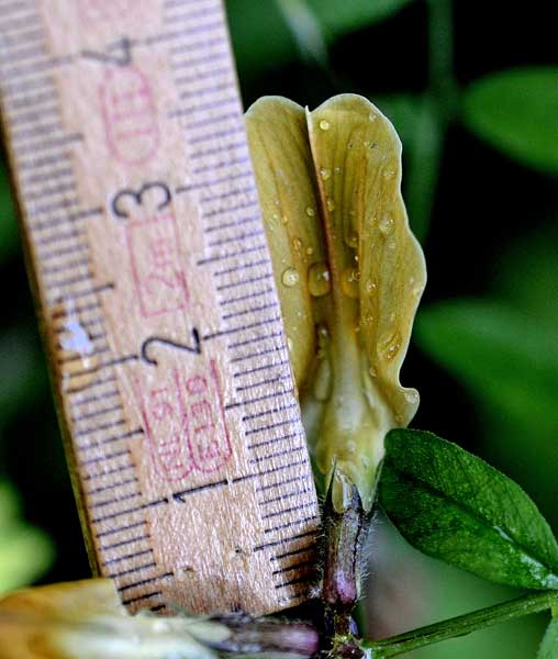 Vicia grandiflora / Veccia farfallona