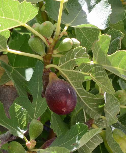 Ficus carica / Fico comune