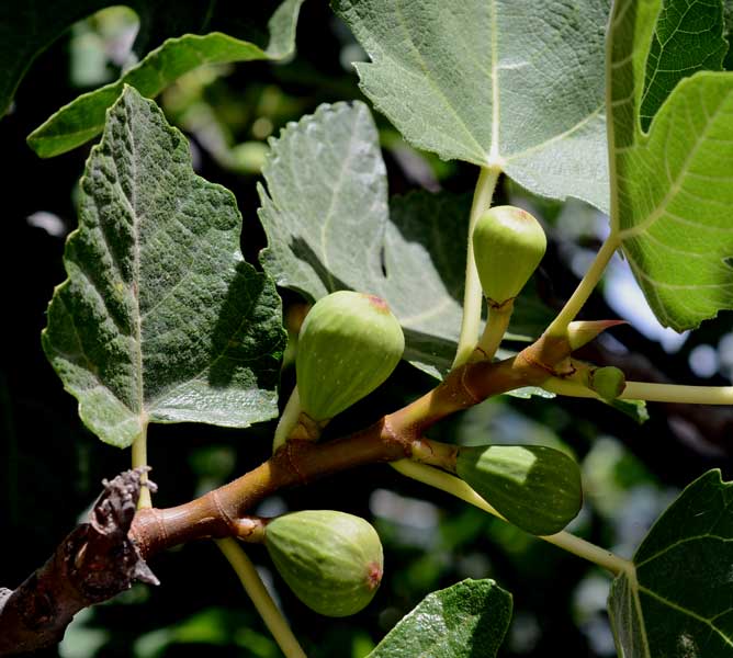 Ficus carica / Fico comune