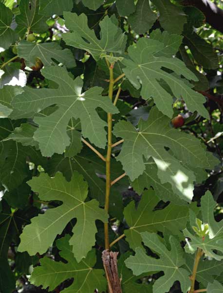 Ficus carica / Fico comune