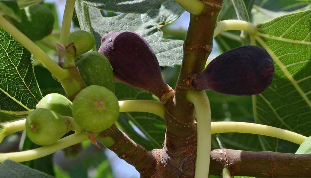 Ficus carica / Fico comune