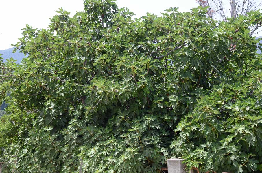 Ficus carica / Fico comune