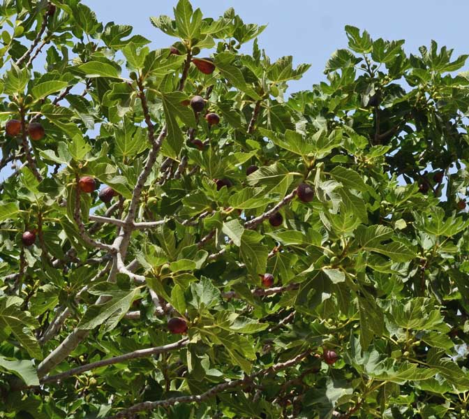 Ficus carica / Fico comune