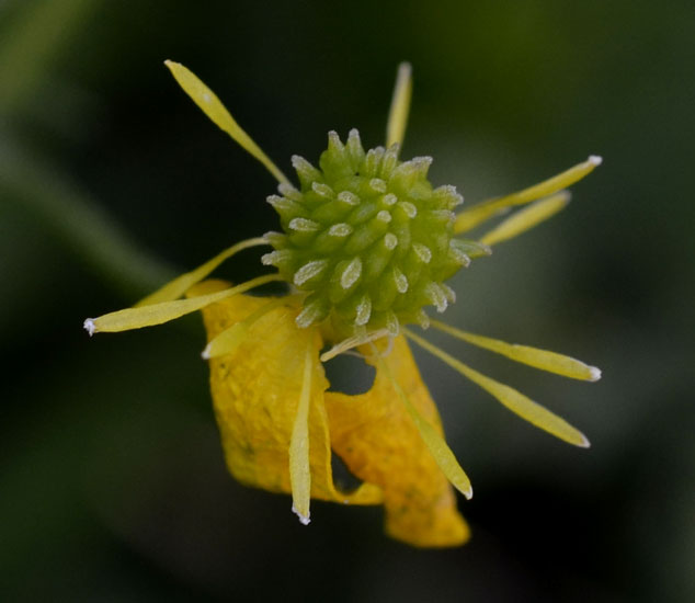 una graziosa piantina in giallo - Ranunculus cfr. neapolitanus