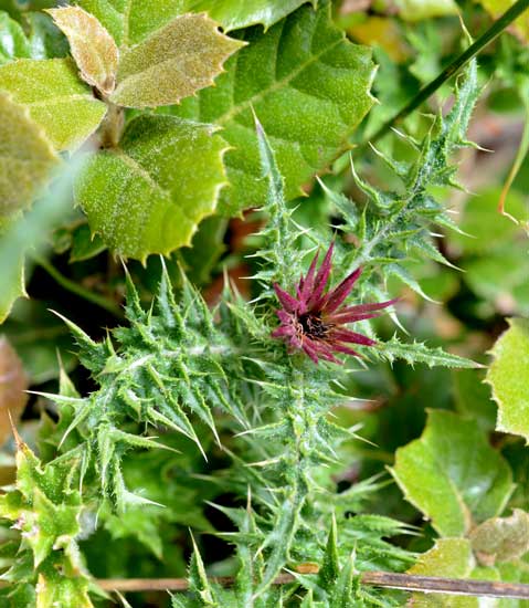 Una spinosa bella - Carduus nutans