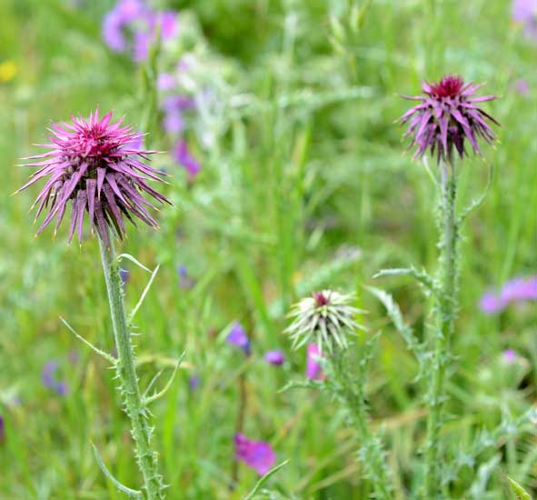 Una spinosa bella - Carduus nutans