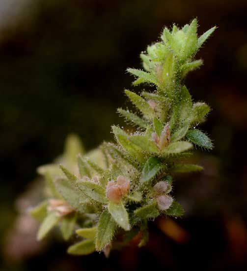 Veronica cfr. arvensis