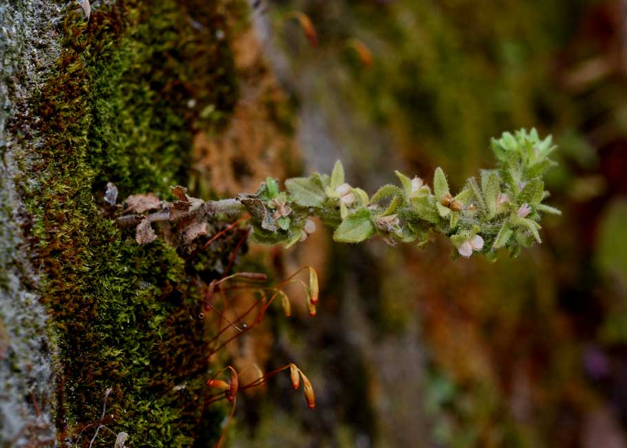 Veronica cfr. arvensis