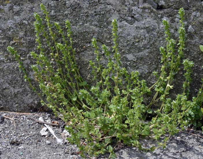 Veronica arvensis / Veronica dei campi