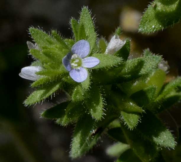 Veronica arvensis / Veronica dei campi