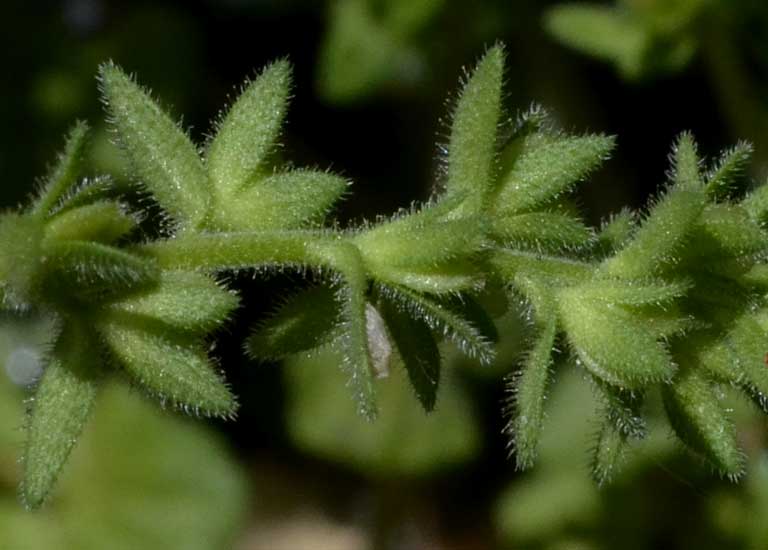 Veronica arvensis / Veronica dei campi