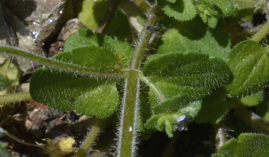 Veronica arvensis / Veronica dei campi