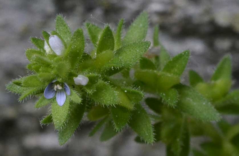 Veronica arvensis / Veronica dei campi