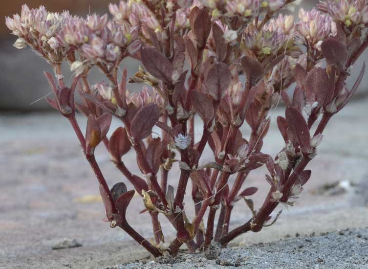 Polycarpon tetraphyllum subsp. diphyllum