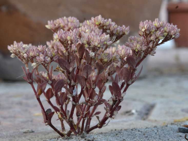 Polycarpon tetraphyllum subsp. diphyllum