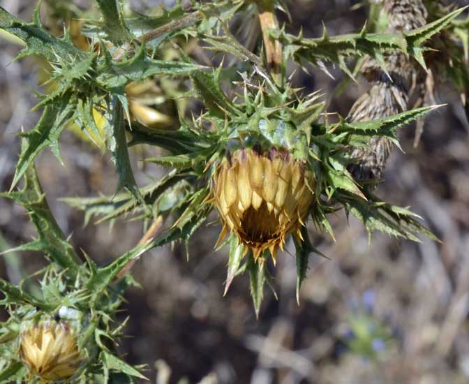 cerco il nome di questa spinosetta - Carlina corymbosa