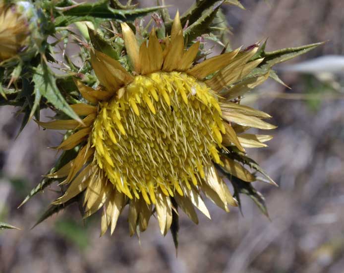 cerco il nome di questa spinosetta - Carlina corymbosa