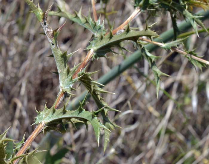 cerco il nome di questa spinosetta - Carlina corymbosa