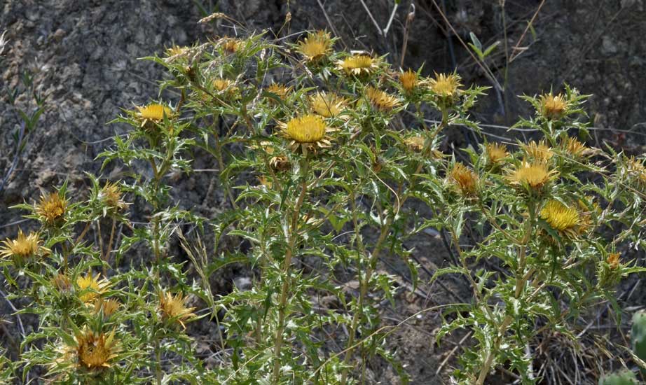 cerco il nome di questa spinosetta - Carlina corymbosa