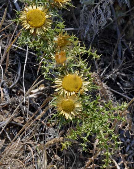 cerco il nome di questa spinosetta - Carlina corymbosa