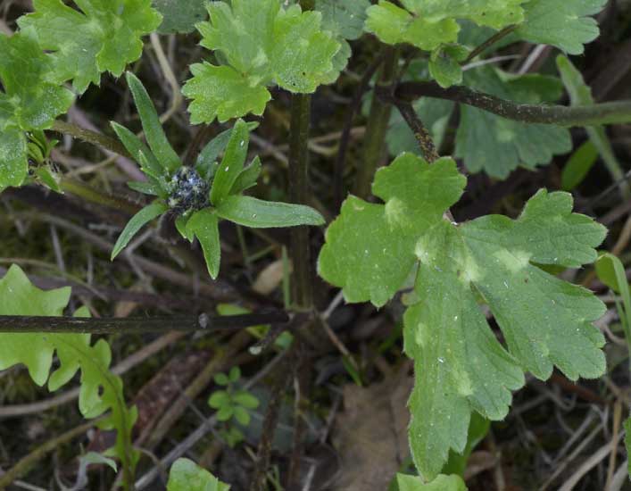 una graziosa piantina in giallo - Ranunculus cfr. neapolitanus