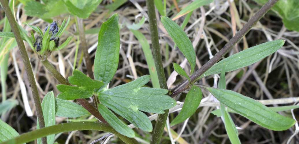 una graziosa piantina in giallo - Ranunculus cfr. neapolitanus