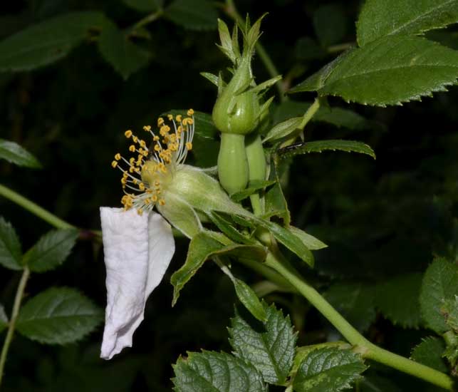 Rosa cfr. corymbifera