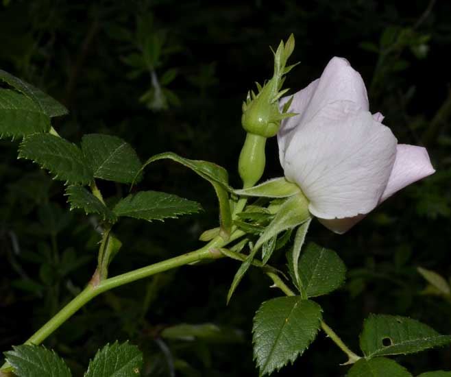 Rosa cfr. corymbifera