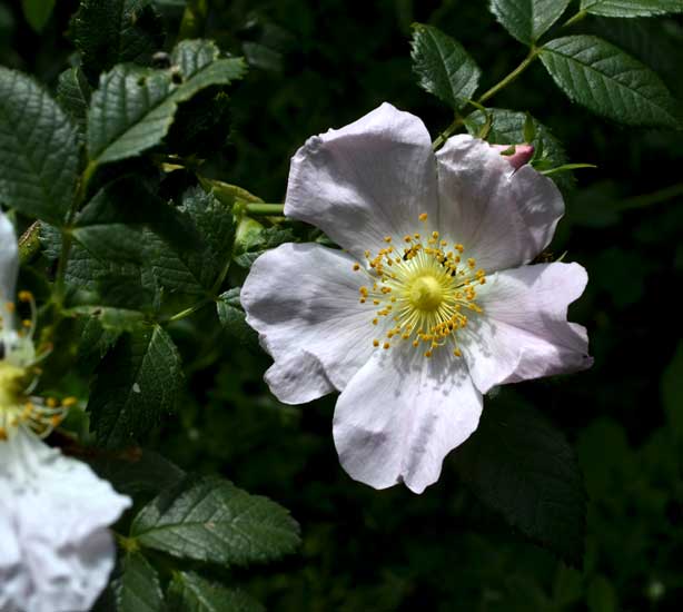 Rosa cfr. corymbifera