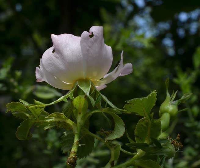 Rosa cfr. corymbifera