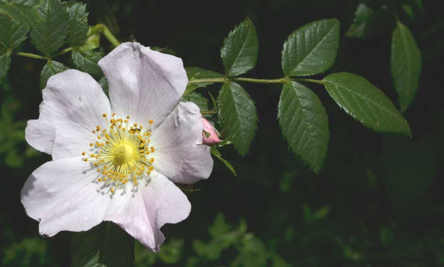 Rosa cfr. corymbifera