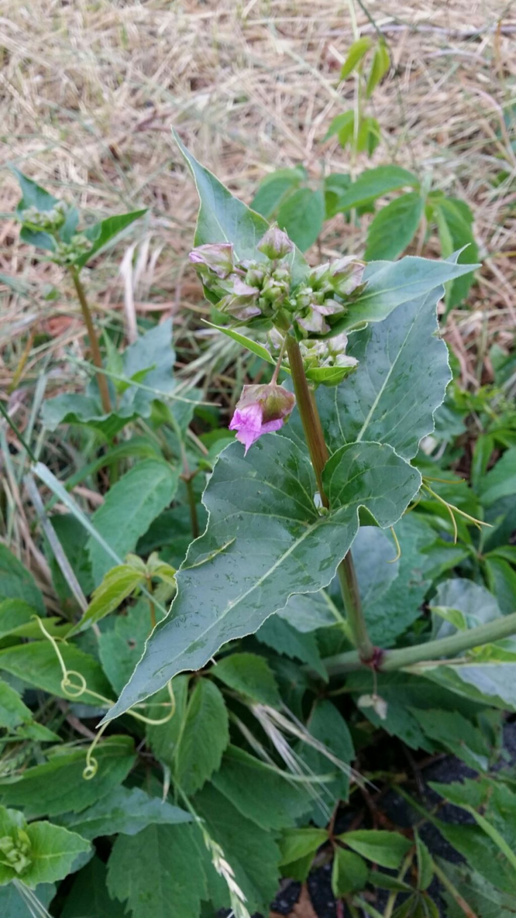 Oxybaphus nyctagineus (= Mirabilis nyctaginea)