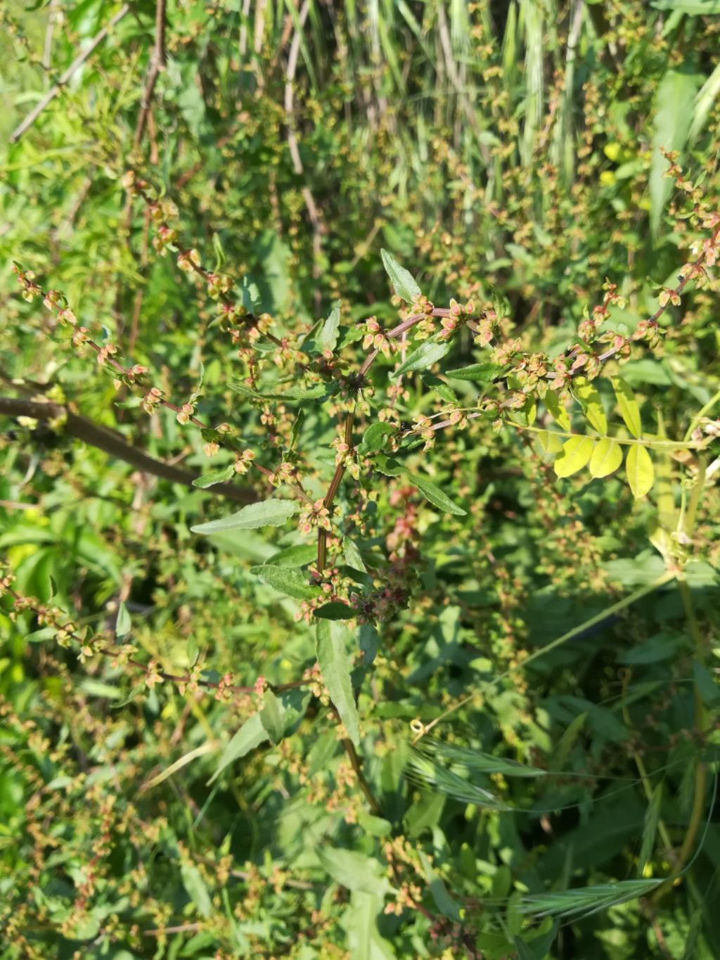 Determinazione: Rumex conglomeratus?