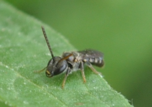 Apidae Halictinae