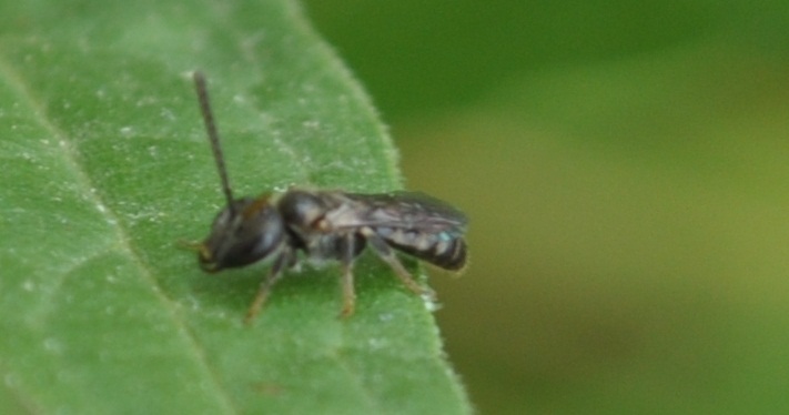 Apidae Halictinae