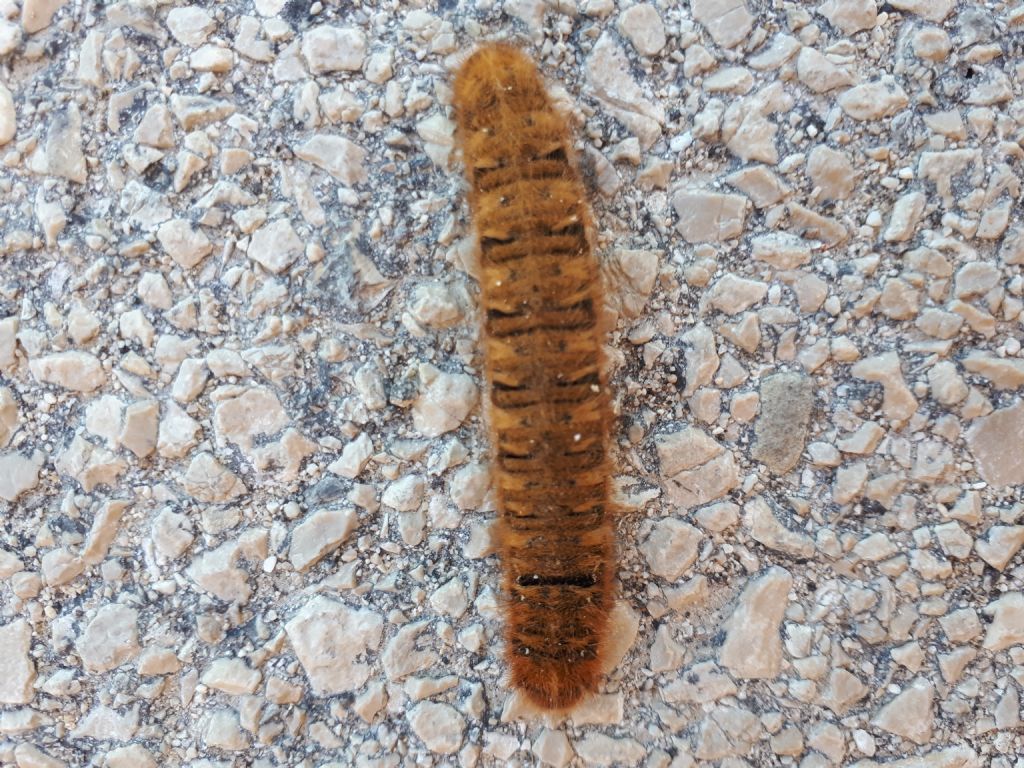 Identificazione grande bruco - Lasiocampa (Lasiocampa) quercus, Lasiocampidae